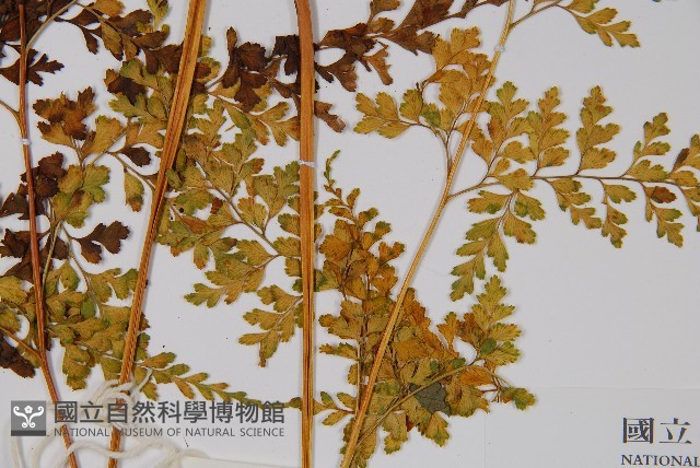 大膜蓋蕨藏品圖，第3張