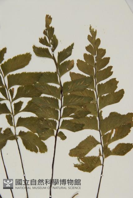 剪葉鐵角蕨藏品圖，第3張