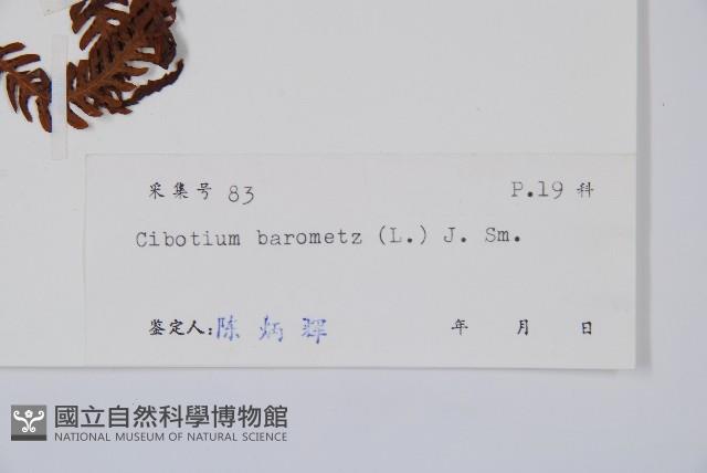 金狗毛蕨藏品圖，第2張