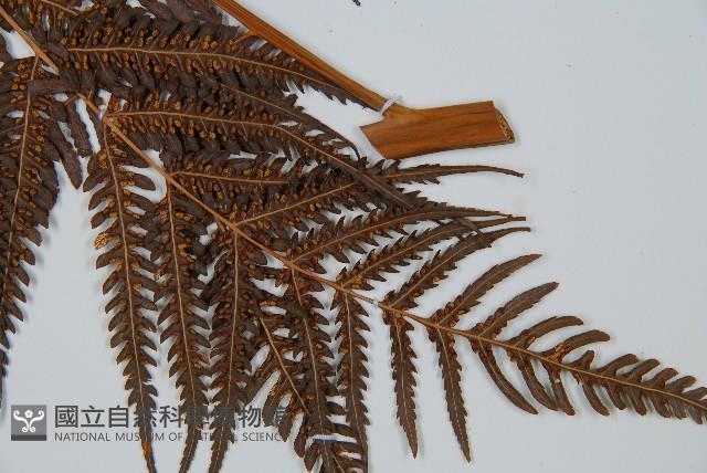 登錄號:P008680藏品圖，第3張