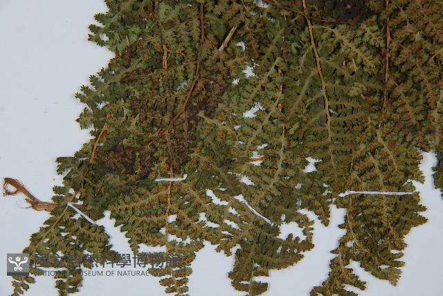 腺鱗毛蕨藏品圖，第3張