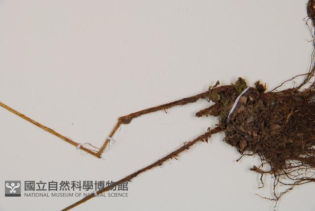 東洋蹄蓋蕨藏品圖，第3張