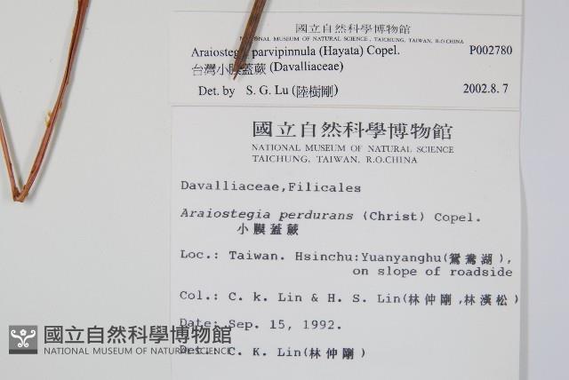 台灣小膜蓋蕨藏品圖，第2張