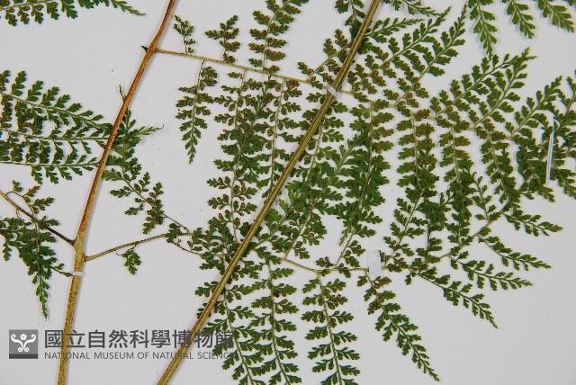 稀子蕨藏品圖，第3張