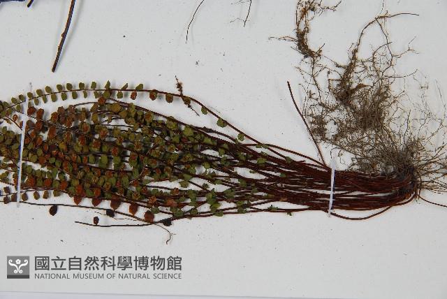 鐵角蕨藏品圖，第3張