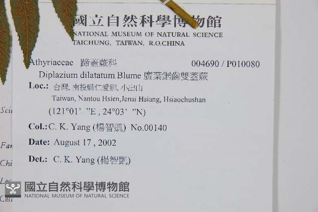廣葉鋸齒雙蓋蕨藏品圖，第5張