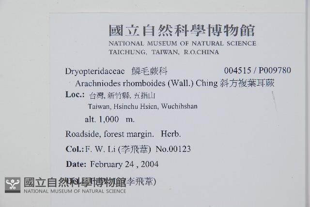 斜方複葉耳蕨藏品圖，第2張