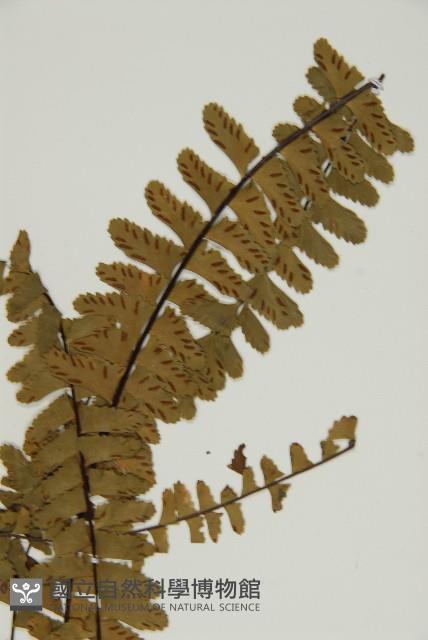 生芽鐵角蕨藏品圖，第3張