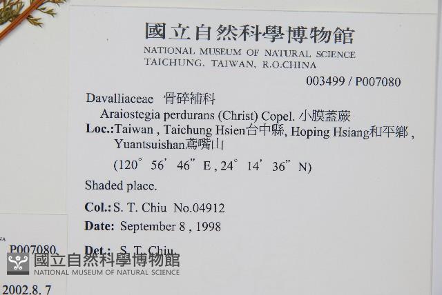 台灣小膜蓋蕨藏品圖，第2張