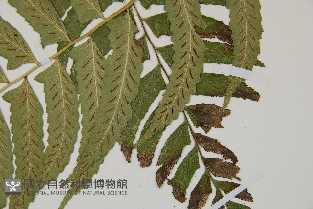 鋸齒雙蓋蕨、線葉雙蓋蕨、刺鱗雙蓋蕨藏品圖，第3張