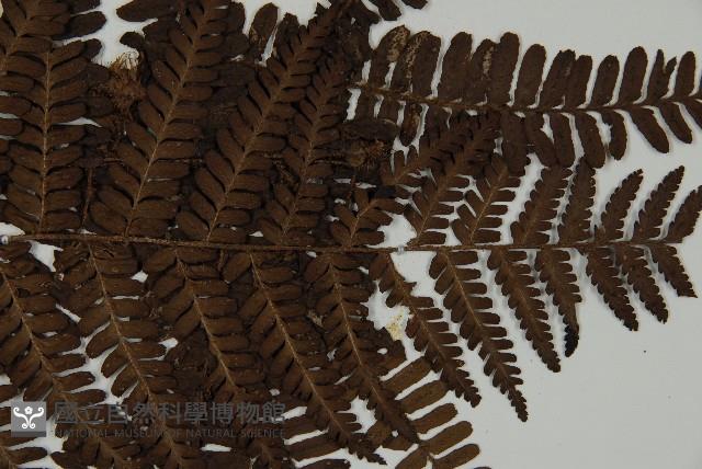 頂囊肋毛蕨藏品圖，第3張