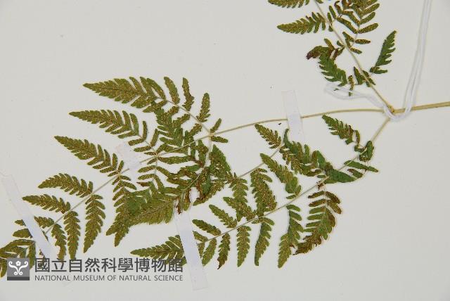 Accession Number:P011580 Collection Image, Figure 3, Total 5 Figures