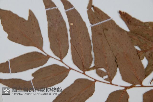 貫眾蕨藏品圖，第3張