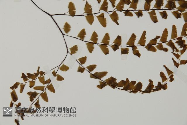 掌葉鐵線蕨藏品圖，第3張