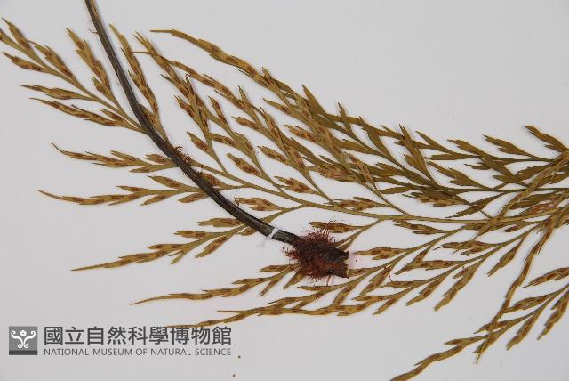 威氏鐵角蕨藏品圖，第3張