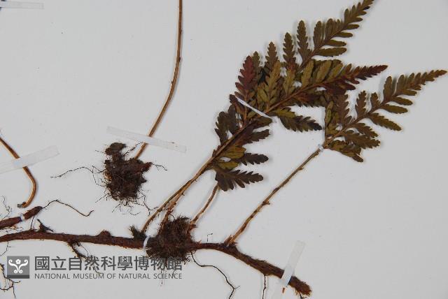 阿里山陰石蕨藏品圖，第3張