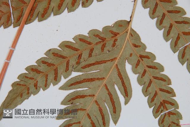 Japanese chain fern Collection Image, Figure 3, Total 5 Figures