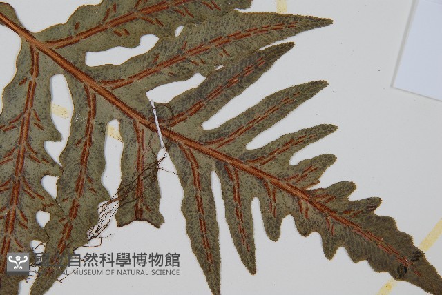 裂羽崇澍蕨藏品圖，第3張