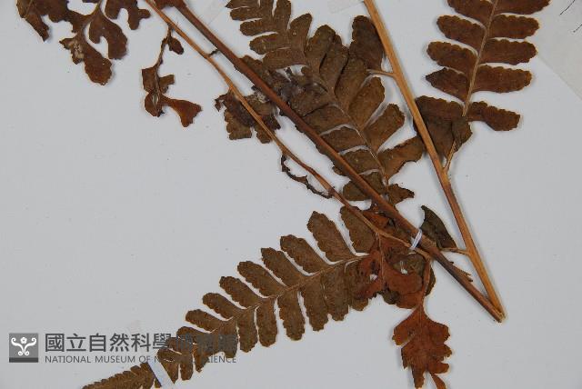 粗毛鱗蓋蕨藏品圖，第3張