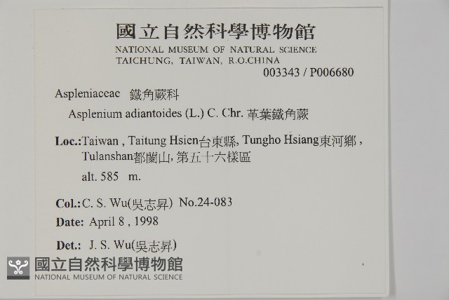 革葉鐵角蕨藏品圖，第2張