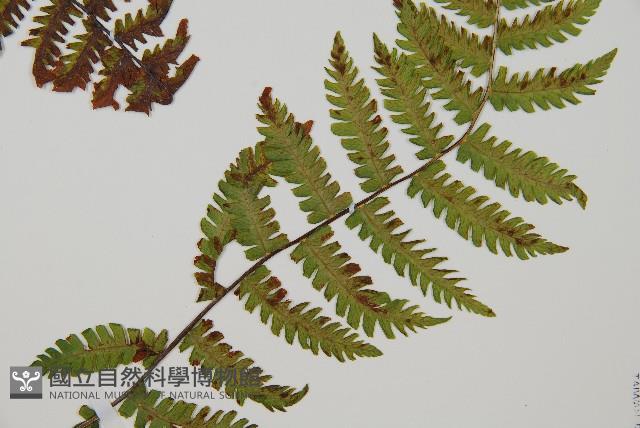 登錄號:P012480藏品圖，第3張