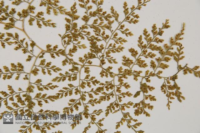 彎柄假複葉耳蕨藏品圖，第3張