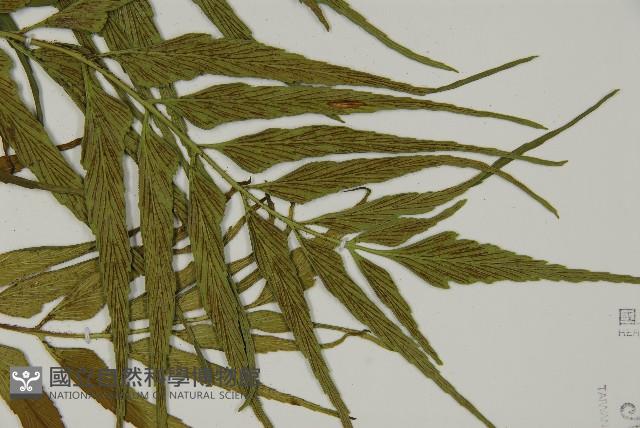 革葉鐵角蕨藏品圖，第3張