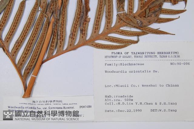 臺灣狗脊蕨藏品圖，第2張