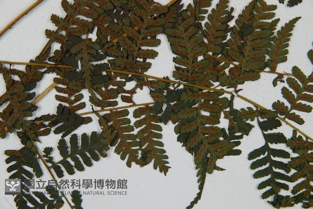 川上氏雙蓋蕨藏品圖，第3張