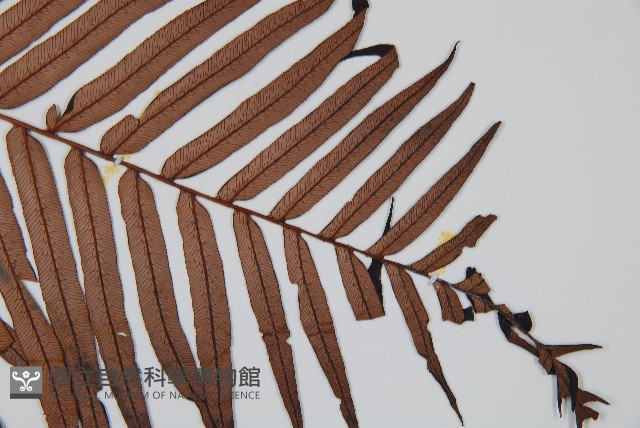 蘇鐵蕨藏品圖，第3張
