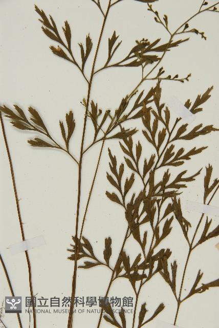 大黑柄鐵角蕨、黃鱗鐵角蕨、大羽鐵角蕨藏品圖，第3張