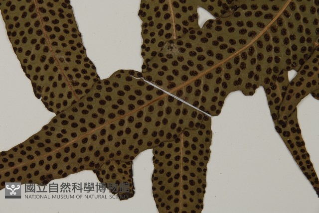 翅柄三叉蕨藏品圖，第6張