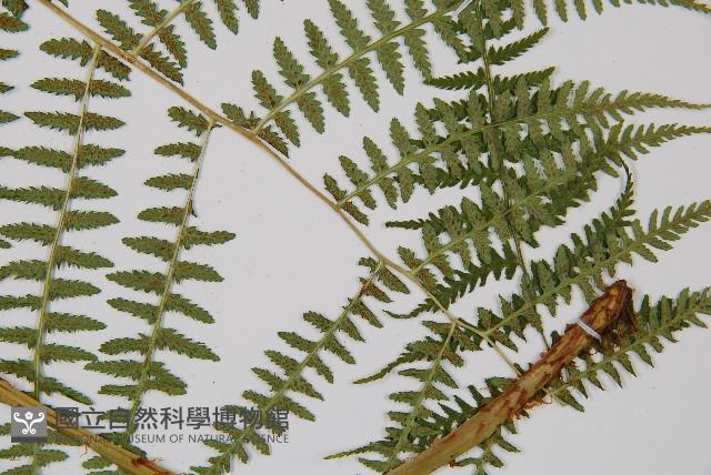 對生蹄蓋蕨藏品圖，第3張