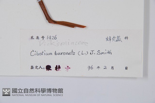 金狗毛蕨藏品圖，第2張