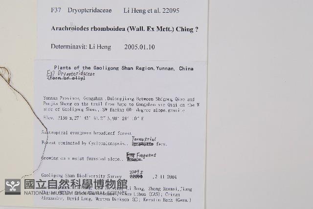 長葉鱗毛蕨藏品圖，第2張