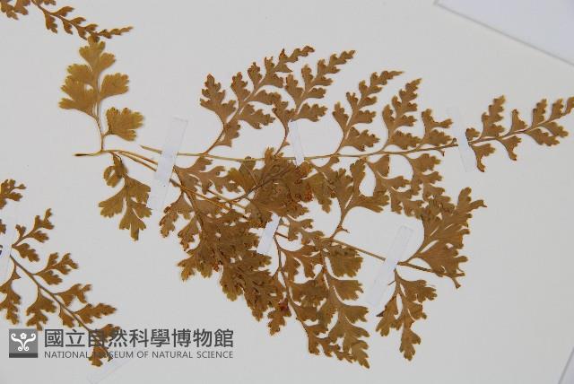 溪洞碗蕨藏品圖，第2張