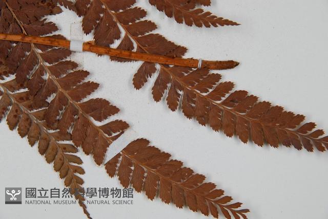 美麗複葉耳蕨藏品圖，第6張