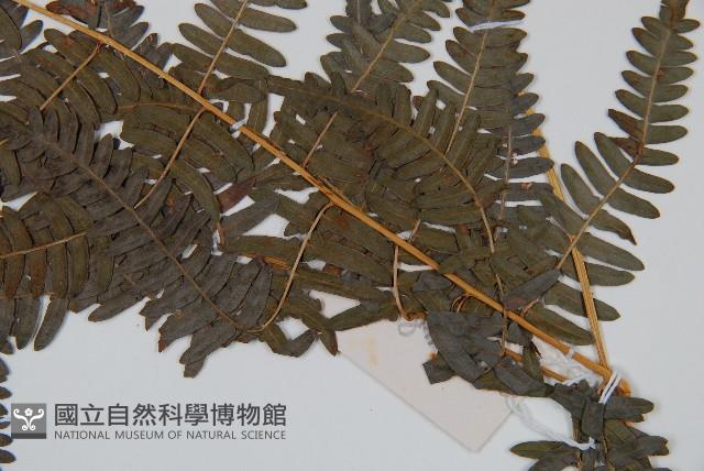 蕨藏品圖，第3張