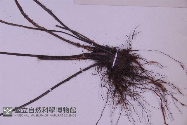 尖葉鐵角蕨藏品圖，第3張