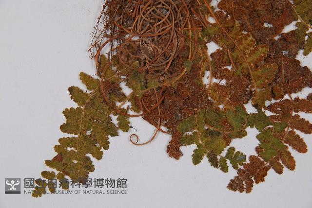 密毛岩蕨藏品圖，第3張