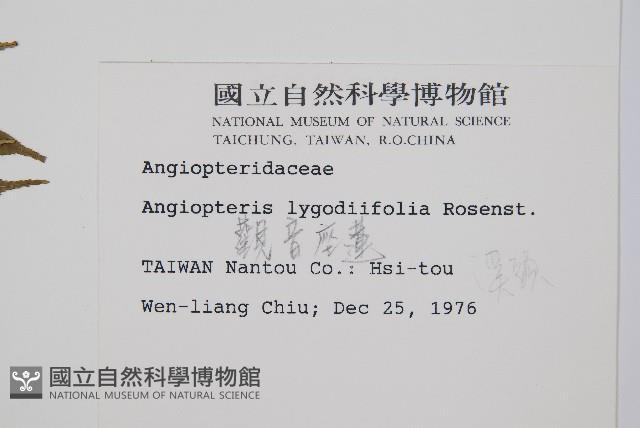 觀音座蓮藏品圖，第2張