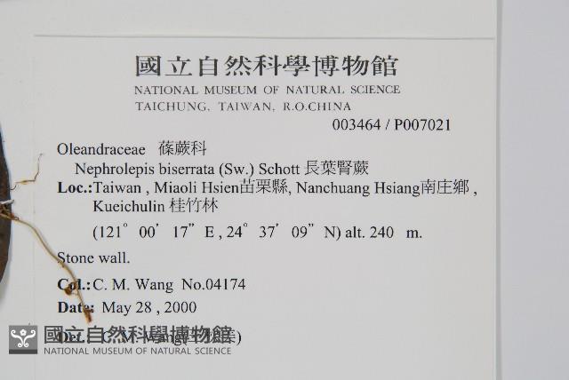 長葉腎蕨藏品圖，第2張