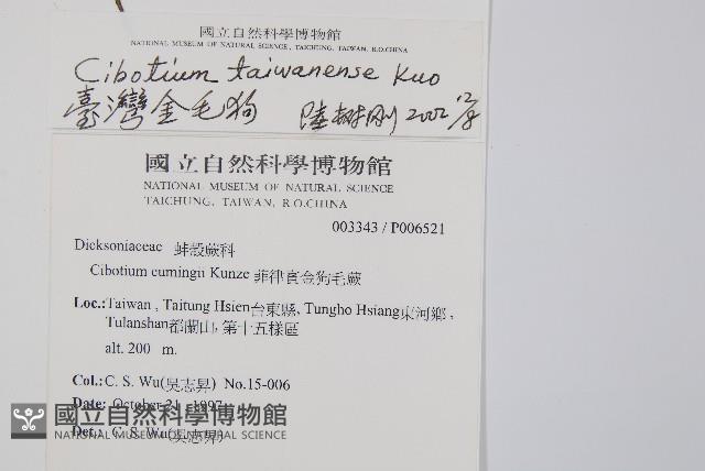 臺灣金狗毛蕨藏品圖，第2張