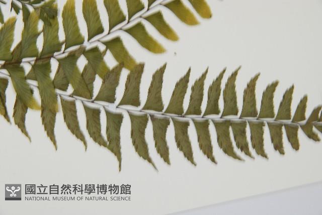 單邊鐵角蕨藏品圖，第3張