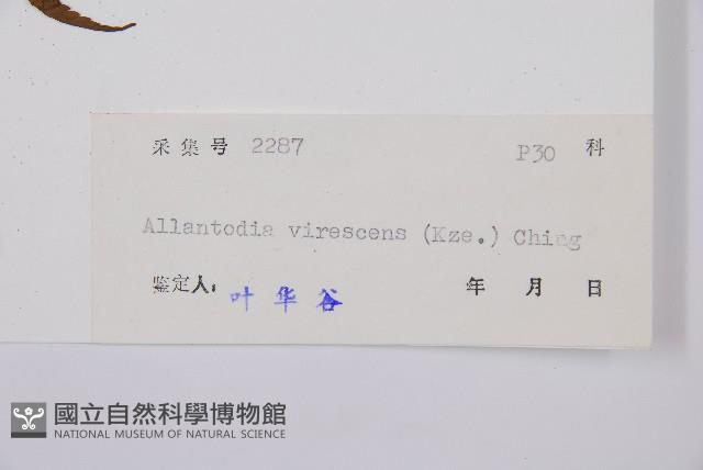 淡綠短腸蕨藏品圖，第3張