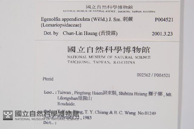 刺蕨藏品圖，第2張