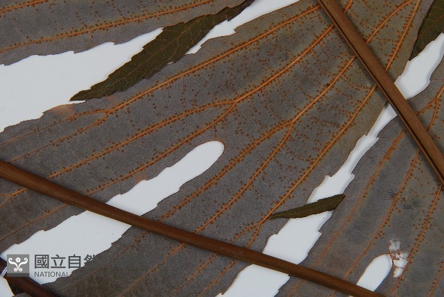 雙扇蕨藏品圖，第3張