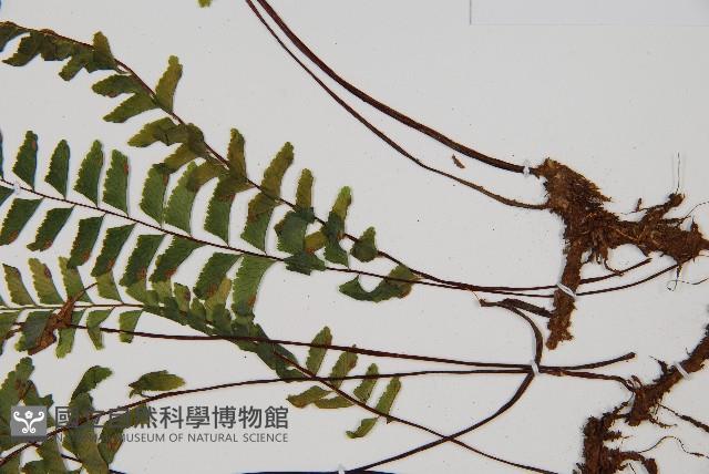 複齒鐵角蕨藏品圖，第3張
