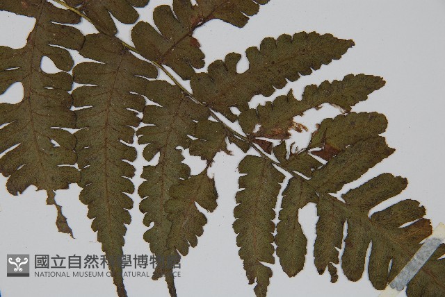 德氏雙蓋蕨藏品圖，第3張