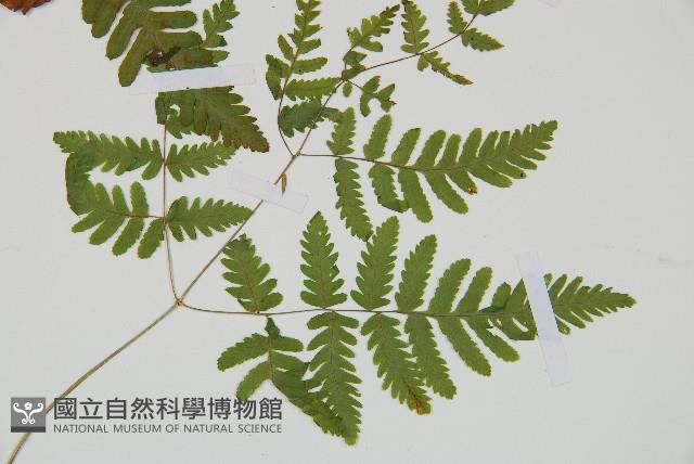 羽節蕨藏品圖，第3張